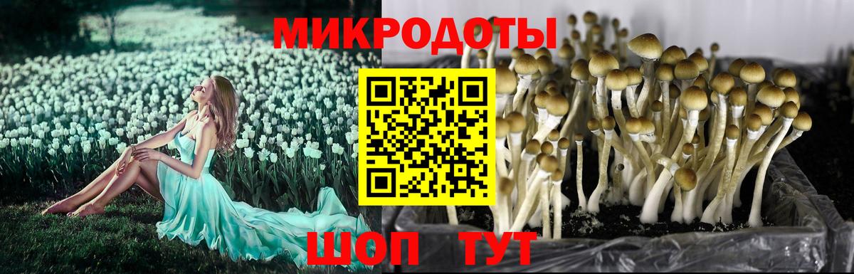 Галлюциногенные грибы Psilocybine cubensis Можга